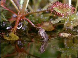 Mosquito emerging from water, below Sundew, UK Stock Footage