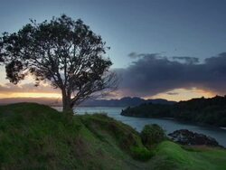 Lonely Tree in Idyllic Landscape Stock Footage