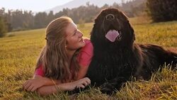 SLO MO Woman talking to her dog in sunny meadow Stock Footage