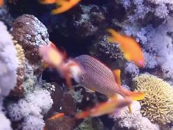Coral And Fish Stock Footage