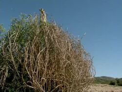 Meerkat (Suricata suricatta) look out on dry bush, Namaqualand, South Africa Stock Footage
