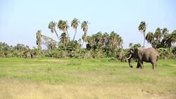 Elephants grazing at Amboseli Stock Footage