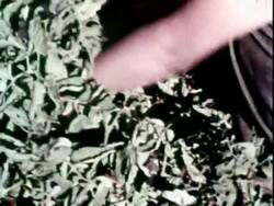 Workers in tomato fields Stock Footage