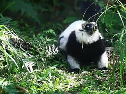 Veriegated Lemur Stock Footage