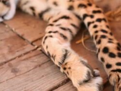 Cheetah lying sleeping Stock Footage