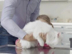 Taking A Cat Home After Vet Examination Stock Footage