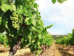Grapeyard in Switzerland Stock Footage