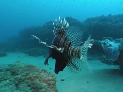 MS TS Shot of Single devil fire fish swimming or drifting in surge above reef and sea floor / Sodwana Bay, KwaZulu Natal, South Africa Stock Footage
