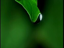 High Speed - CU water dripping from leaf, Side view, green background Stock Footage