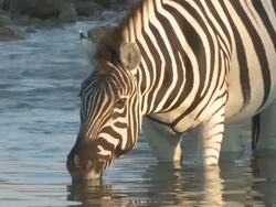 Burchell's Zebra (Equus quagga burchellii) drinking at waterhole, Etosha National Park, Namibia Stock Footage