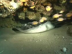 MS Shot of Ribbon tail ray lying and hiding on sea floor of cave covering in coral and clams / Matola, Maputo, Mozambique Stock Footage