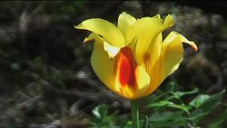 The origins of tulips in Central Asia News Clip