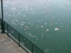 (HD1080i) Environment: Swirling Trash Floats Past in Water Stock Footage