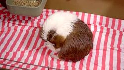 Guinea Pigs Stock Footage
