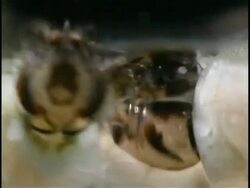 Mosquitoes (Anopheles stephensi) - ECU heads of group of larvae Stock Footage