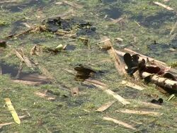 HD: Swamp Stock Footage