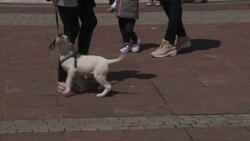 CLEAN : Montenegro votes for president News Clip