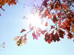 Autumn Leaves Stock Footage