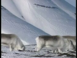 CU Svalbard Reindeer, Rangifer tarandus platyrhynchus, walking across tundra, Arctic Circle Stock Footage