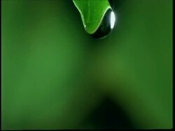 High Speed - CU water dripping from leaf, green background Stock Footage