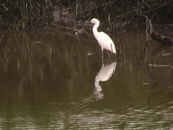 great white heron Stock Footage