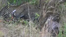Leopard and cub eating at secret place - camouflage Stock Footage