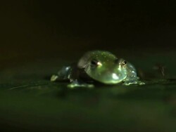 Medium Shot Slow Motion - Glass frog on leaf catches and eats a fly / Costa Rica Stock Footage