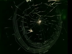T/L Garden Spider spins orb web - spins circular section of web to, black background, sits in centre of web Stock Footage