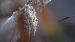 Steppe in Caucasus Stock Footage