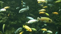 Malawi fishes Stock Footage