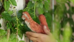 Close up Gradening Gloves Stock Footage