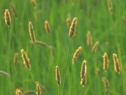 Grass Stock Footage