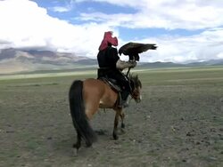 Kazakh man riding horse with eagle on his arm Stock Footage