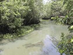 Mangrove forest (Tha Pom Klong Song Nam, Krabi, Thailand). Stock Footage