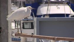 Snowy Egret Relaxing on Boat Stock Footage