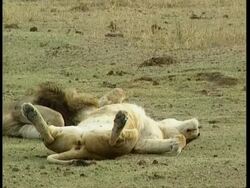 MS Lioness lying on her back, blissfully relaxed Stock Footage