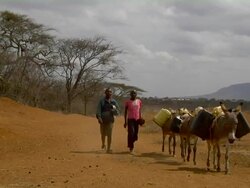 Boy and girl head home with donkeys Stock Footage