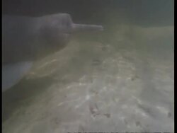 MS Boto, Inia geoffrensis, river dolphin swimming underwater across frame, Amazon, South America Stock Footage