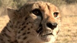 An aggressive cheetah hisses and snarls. Stock Footage