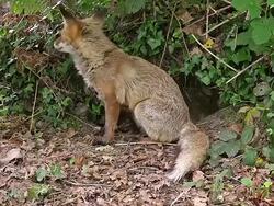 MS Red fox, vulpes vulpes female standing at den entrance / Calvados, Normandy, France Stock Footage