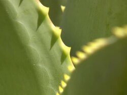 CU R/F Shot of Fleshy green aloe leaves with spiky edges / Namaqualand, Northern Cape, South Africa Stock Footage