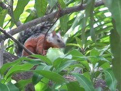 Red squirrel eating mangos Stock Footage