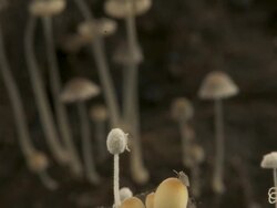 T/L brownish dung fungi (Coprinus sp.) ink caps growing from cow dung, UK, CU side on Stock Footage