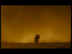 Wildebeest (Connochaetes taurinus) - 2 fighting silhouetted against orange dusk sky Stock Footage