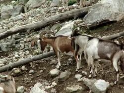 Goats on a hillock of soil and rock Stock Footage