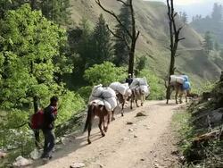 MS HA Donkey's carrying supplies through Himalayan mountains / Durma, Banke District, Nepal Stock Footage