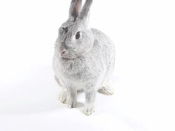 Rabbit Stock Footage