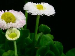 Blooming daisies Stock Footage