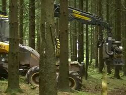  MS TS Harvester at work in forest / Zerf, Rhineland Palatinate, Germany Stock Footage