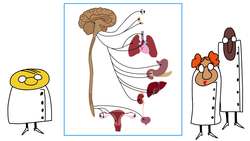 TED-ED: The surprising reasons animals play dead - Tierney Thys Instructional Video